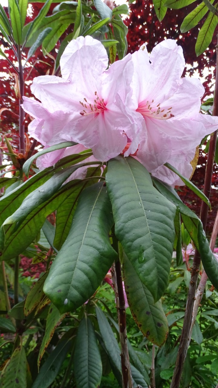 'Pink Polar Bear'
